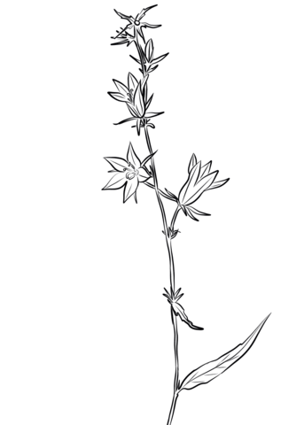 Field Bellflower (Campanula Patula) Coloring Page